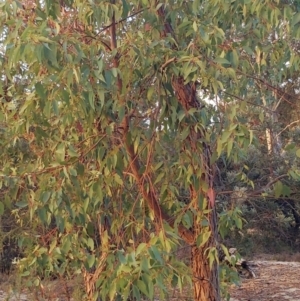 Eucalyptus (genus) at Kensington, WA - 2 May 2024 07:27 PM