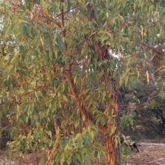 Eucalyptus marginata at Kensington, WA - 2 May 2024 by kentstreetshs