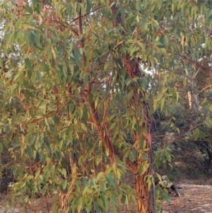 Eucalyptus marginata at suppressed by kentstreetshs