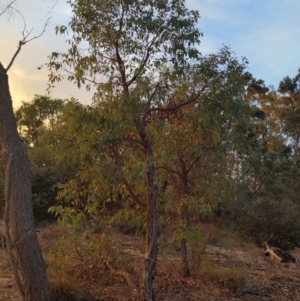 Eucalyptus sp. at Kensington, WA - 2 May 2024