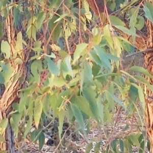 Eucalyptus sp. at Kensington, WA - 2 May 2024 07:27 PM