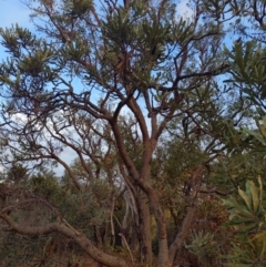 Banksia menziesii (Firewood Banksia) at Kensington, WA - 2 May 2024 by kentstreetshs