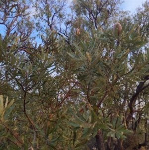 Banksia menziesii at Kensington, WA - 2 May 2024 07:22 PM