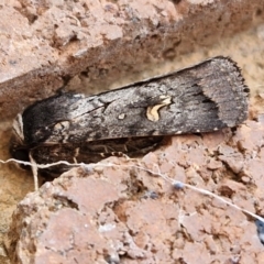 Proteuxoa restituta (Black-bodied Noctuid) at Lyneham, ACT - 2 May 2024 by trevorpreston