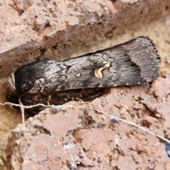 Proteuxoa restituta (Black-bodied Noctuid) at Sullivans Creek, Lyneham South - 2 May 2024 by trevorpreston