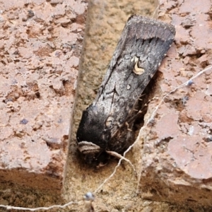 Proteuxoa restituta at Sullivans Creek, Lyneham South - 3 May 2024