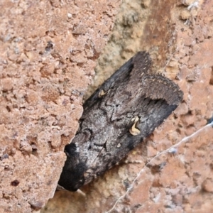 Proteuxoa restituta at Sullivans Creek, Lyneham South - 3 May 2024