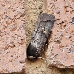 Proteuxoa restituta at Sullivans Creek, Lyneham South - 3 May 2024