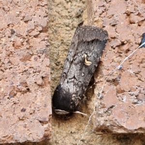 Proteuxoa restituta at Sullivans Creek, Lyneham South - 3 May 2024