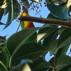 Polytelis swainsonii (Superb Parrot) at Hughes, ACT - 3 May 2024 by Anthea1