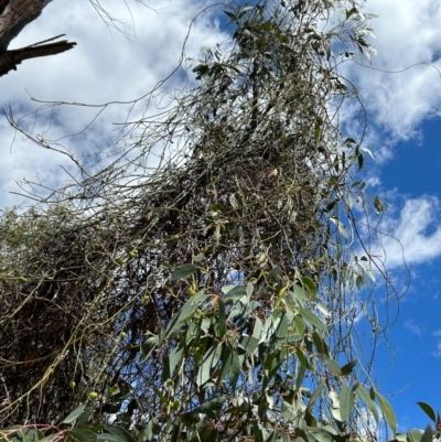 Cassytha melantha (A Devils Twine) at Uriarra Village, ACT - 22 Dec 2023 by dwise