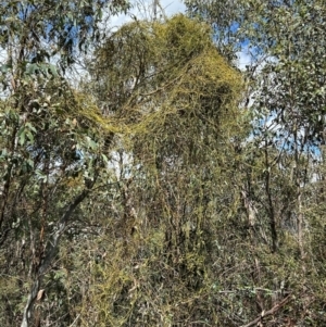 Cassytha melantha at Namadgi National Park - 22 Dec 2023