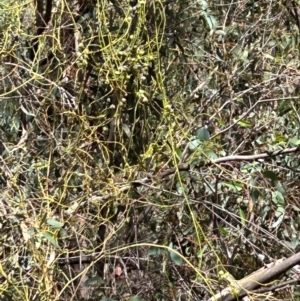 Cassytha melantha at Namadgi National Park - 22 Dec 2023