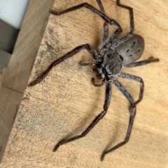 Isopeda canberrana (Canberra Huntsman Spider) at Cotter Reserve - 25 Dec 2023 by dwise