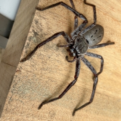 Unidentified Huntsman spider (Sparassidae) at Stromlo, ACT - 24 Dec 2023 by dwise