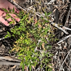 Nandina domestica (Sacred Bamboo) at Pine Island to Point Hut - 1 Feb 2024 by dwise