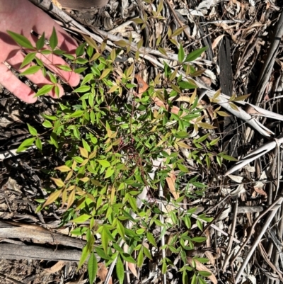 Nandina domestica (Sacred Bamboo) at Pine Island to Point Hut - 1 Feb 2024 by dwise