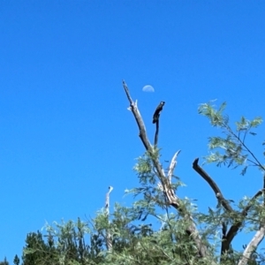 Zanda funerea at Kambah, ACT - 2 Feb 2024 11:11 AM