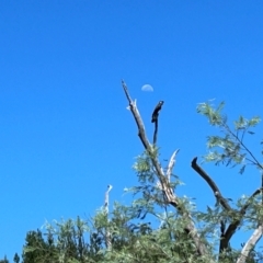 Zanda funerea (Yellow-tailed Black-Cockatoo) at Kambah, ACT - 2 Feb 2024 by dwise