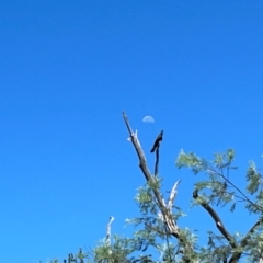 Zanda funerea at Kambah, ACT - 2 Feb 2024 11:11 AM