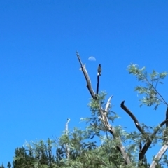 Zanda funerea at Kambah, ACT - 2 Feb 2024 11:11 AM