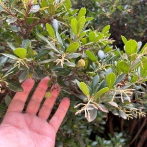 Arbutus unedo (Strawberry Tree) at Kambah, ACT by dwise