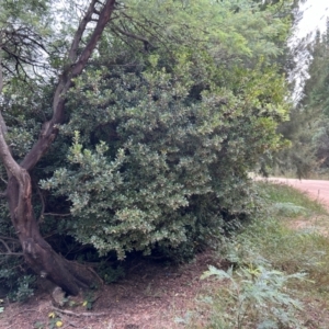 Arbutus unedo at Kambah, ACT - 29 Feb 2024