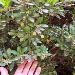 Arbutus unedo at Kambah, ACT - 29 Feb 2024