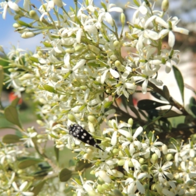 Mordella dumbrelli (Dumbrell's Pintail Beetle) at Pollinator-friendly garden Conder - 12 Dec 2023 by michaelb