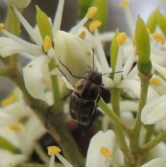 Mordellidae (family) (Unidentified pintail or tumbling flower beetle) at Conder, ACT - 11 Dec 2023 by michaelb