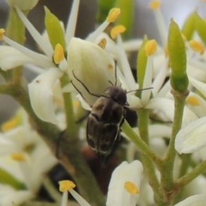 Mordellidae (family) at Pollinator-friendly garden Conder - 11 Dec 2023