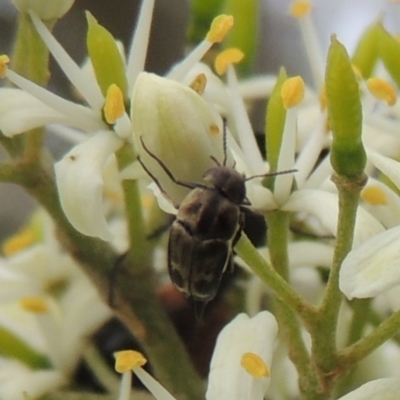 Mordellidae (family) (Unidentified pintail or tumbling flower beetle) at Conder, ACT - 11 Dec 2023 by michaelb