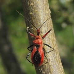 Gminatus australis (Orange assassin bug) at Pollinator-friendly garden Conder - 12 Dec 2023 by MichaelBedingfield