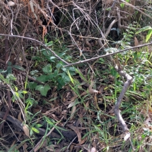 Rubus anglocandicans at Mount Majura - 10 Apr 2024