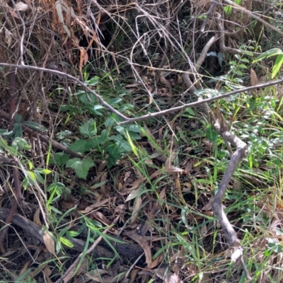 Rubus anglocandicans (Blackberry) at Hackett, ACT - 9 Apr 2024 by waltraud