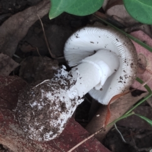 Amanita cheelii at Eurobodalla National Park - 2 May 2024