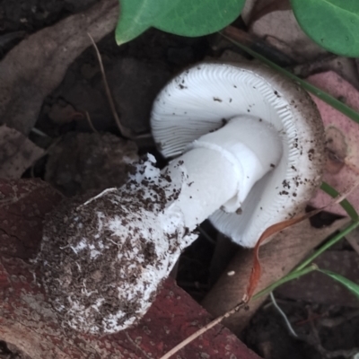 Amanita cheelii (Amanita punctata) at Potato Point, NSW - 2 May 2024 by Teresa