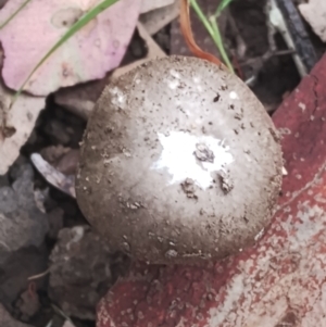 Amanita cheelii at Eurobodalla National Park - 2 May 2024