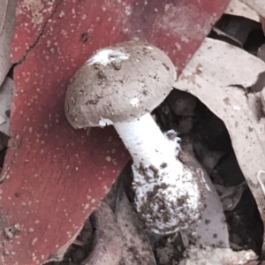 Amanita cheelii at Eurobodalla National Park - 2 May 2024