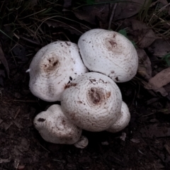 Amanita sp. (Amanita sp.) at Potato Point, NSW - 2 May 2024 by Teresa