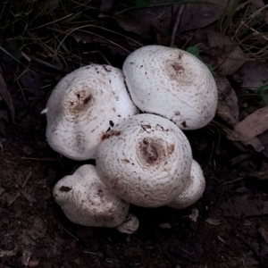 Amanita sp. (Amanita sp.) at Potato Point, NSW by Teresa