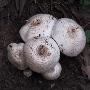 Amanita sp. at Eurobodalla National Park - 2 May 2024 01:13 PM