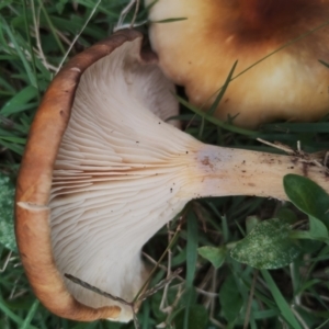 Omphalotus nidiformis at Eurobodalla National Park - 2 May 2024