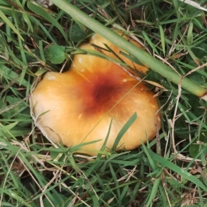 Omphalotus nidiformis at Eurobodalla National Park - 2 May 2024