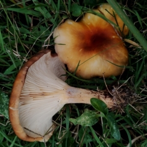 Omphalotus nidiformis at Eurobodalla National Park - 2 May 2024