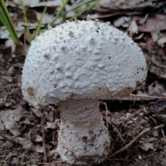 Amanita pyramidifera (Amanita pyramidifera) at Potato Point, NSW - 2 May 2024 by Teresa