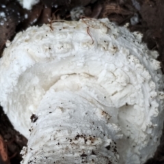 Amanita pyramidifera at Potato Point, NSW - 2 May 2024