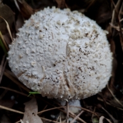 Amanita pyramidifera at Potato Point, NSW - 2 May 2024