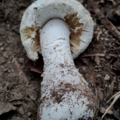 Amanita pyramidifera at Potato Point, NSW - 2 May 2024