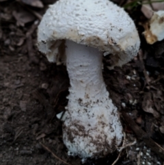 Amanita pyramidifera at Potato Point, NSW - 2 May 2024